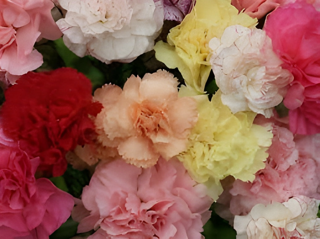 Carnation Seeds (Free Pot Mixture 100 gm)