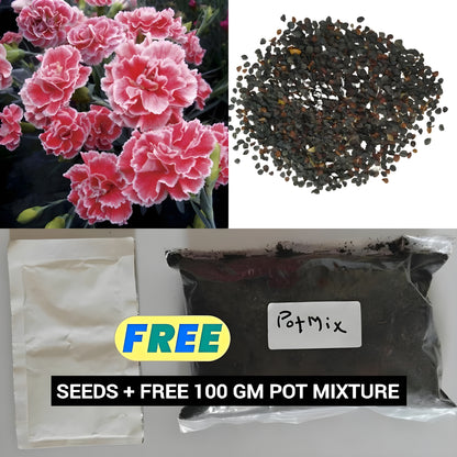 Carnation Seeds (Free Pot Mixture 100 gm)