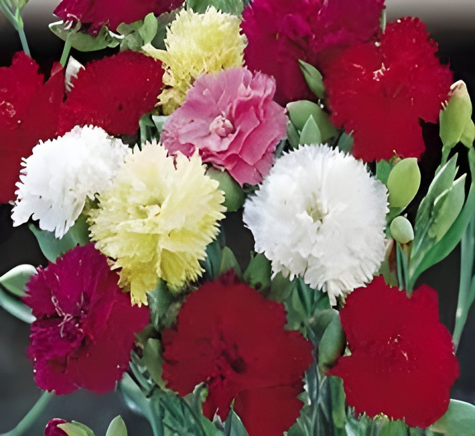 Carnation Seeds (Free Pot Mixture 100 gm)