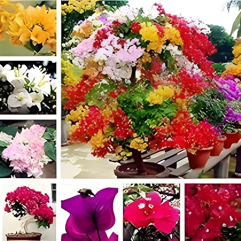 Mix Colour Bougainvillea Flower Seeds For Home Garden