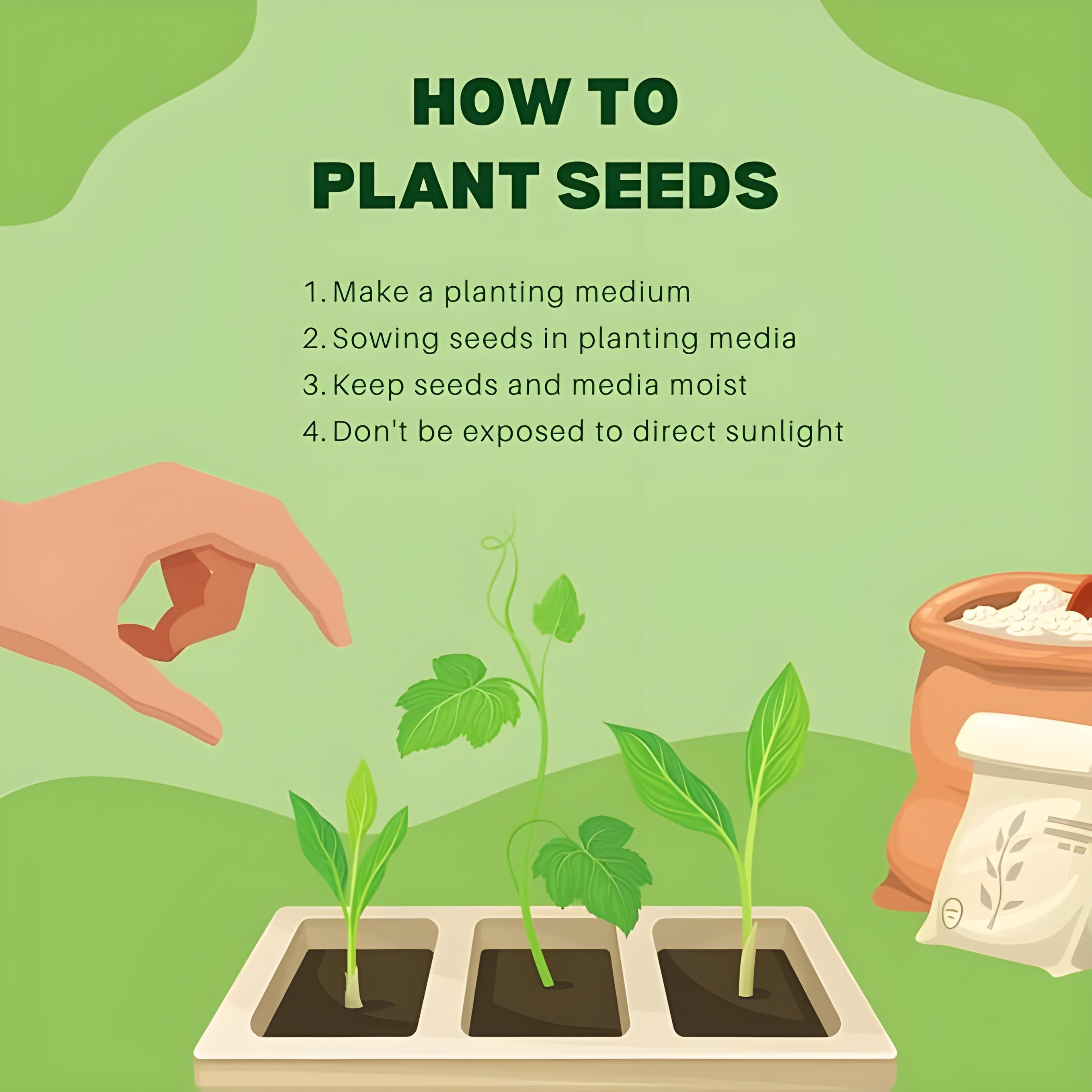 Mix Colour Bougainvillea Flower Seeds For Home Garden