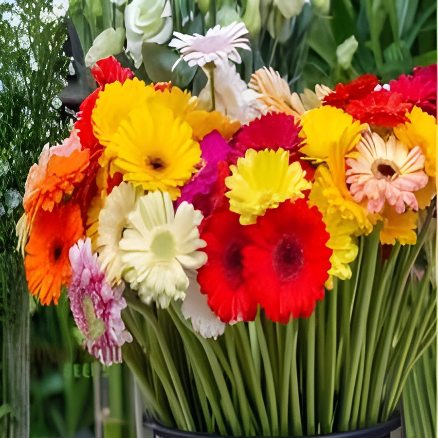 Gerbera Mix Flower Seeds