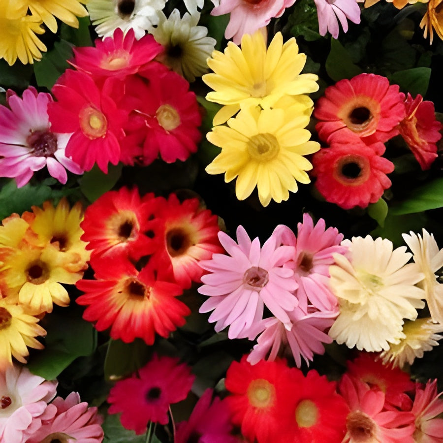 Gerbera Mix Flower Seeds