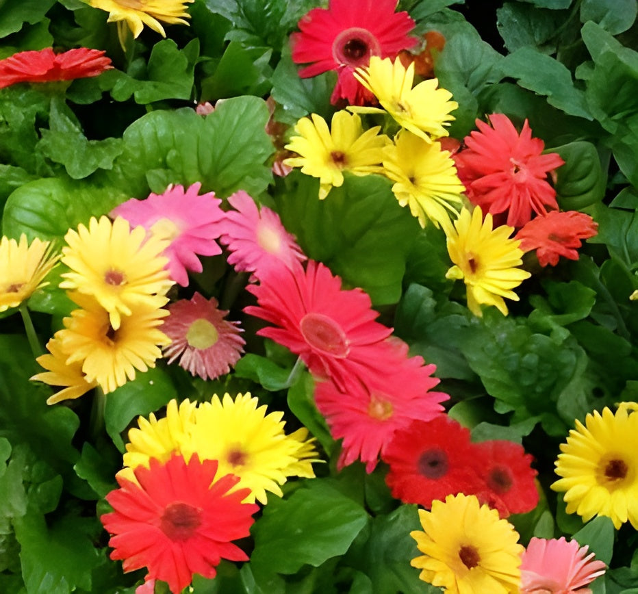 Gerbera Mix Flower Seeds